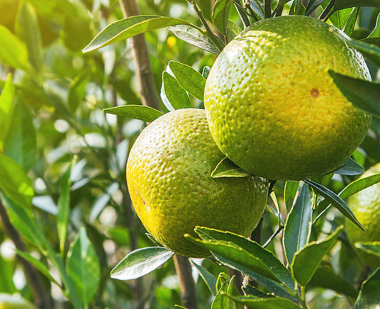 新會(huì)柑哪里的最好？新會(huì)柑什么時(shí)候有