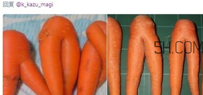 炸雞褲價(jià)格多少？炸雞褲多少錢一條