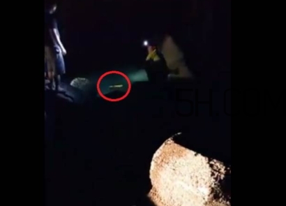 黃金鱸魚是什么品種？黃金鱸魚多少錢一斤