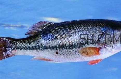 黃金鱸魚是什么品種？黃金鱸魚多少錢一斤