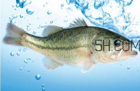 黃金鱸魚是什么品種？黃金鱸魚多少錢一斤