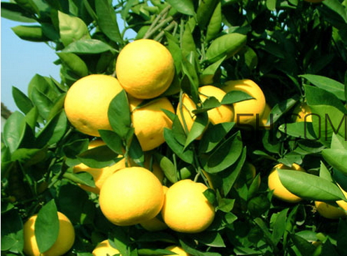 胡柚什么時(shí)候成熟 胡柚好吃嗎