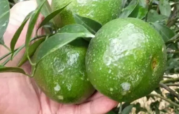 新會(huì)柑哪里的最好？新會(huì)柑什么時(shí)候有