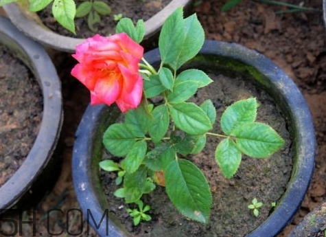 十月份可以扦插月季嗎 月季幾月份扦插最好 十月份可以扦插月季嗎 月季幾月份扦插最好