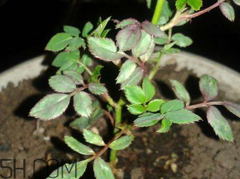 十月份可以扦插月季嗎 月季幾月份扦插最好 十月份可以扦插月季嗎 月季幾月份扦插最好