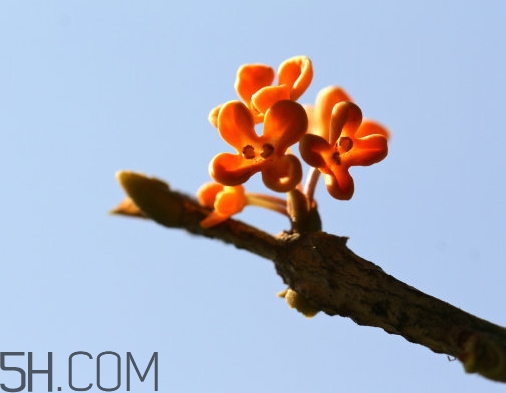 丹桂可以食用嗎 丹桂可以吃嗎 丹桂可以食用嗎 丹桂可以吃嗎