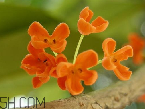 丹桂可以食用嗎 丹桂可以吃嗎 丹桂可以食用嗎 丹桂可以吃嗎