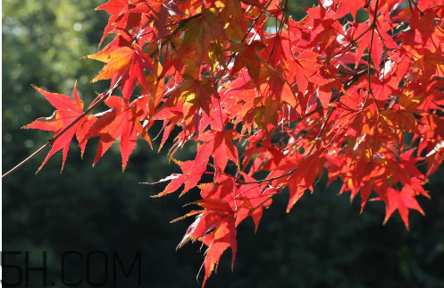 秋季滋補(bǔ)養(yǎng)生越補(bǔ)越好嗎？2017年秋天是幾月份？