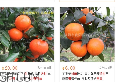 沃柑苗多少錢(qián)一株？沃柑為何叫晚熟大王