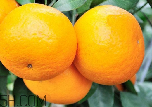 沃柑哪些地方可以種植？吃沃柑上火嗎