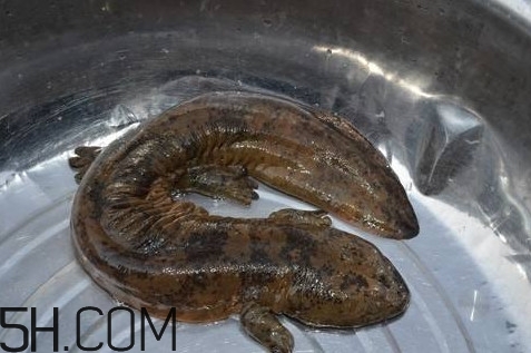 娃娃魚是魚嗎？娃娃魚買賣違法嗎？