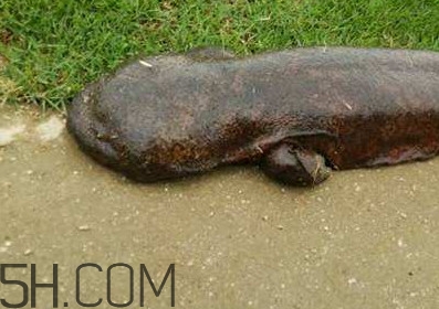 娃娃魚能養(yǎng)嗎？娃娃魚可以活多久