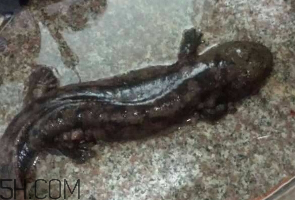 娃娃魚什么時(shí)候會(huì)叫？娃娃魚為什么叫娃娃魚