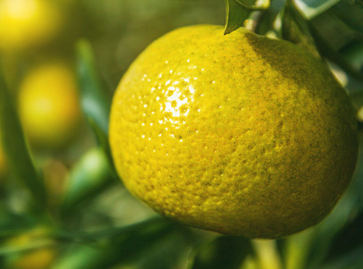 新會(huì)柑哪里的最好？新會(huì)柑什么時(shí)候有