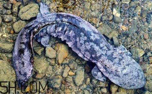 娃娃魚是魚嗎？娃娃魚買賣違法嗎？