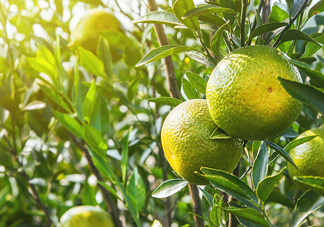 新會(huì)柑哪里的最好？新會(huì)柑什么時(shí)候有