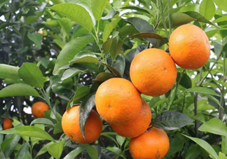 沃柑苗多少錢一株？沃柑為何叫晚熟大王