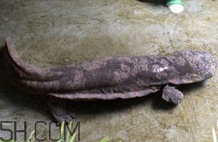 娃娃魚是卵生還是胎生？娃娃魚能在陸地上生活嗎