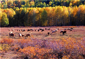 秋天早上能吃姜嗎？秋天喝什么蜂蜜好？