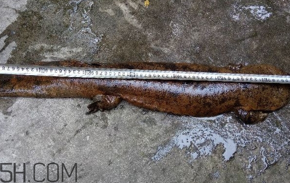 野生娃娃魚和養(yǎng)殖娃娃魚有什么區(qū)別？娃娃魚有毒嗎