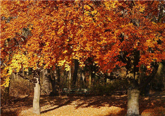 秋天吃什么蔬菜比較好？秋天喝蜂蜜的注意事項(xiàng)