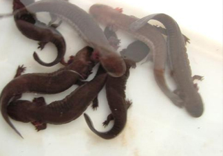 娃娃魚能養(yǎng)嗎？娃娃魚可以活多久