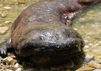 娃娃魚吃什么？娃娃魚是國(guó)家?guī)准?jí)保護(hù)動(dòng)物