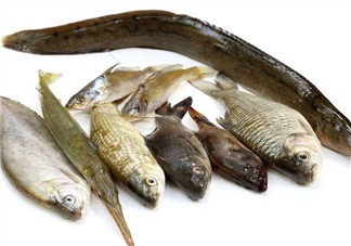 沒有魚刺的魚是哪種魚？如何挑選魚？