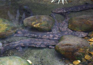 野生娃娃魚和養(yǎng)殖娃娃魚有什么區(qū)別？娃娃魚有毒嗎