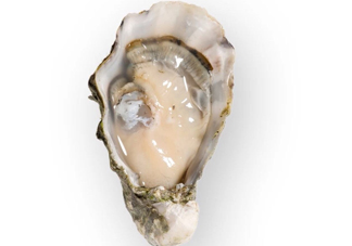 海蠣子是發(fā)物嗎？海蠣子什么人不能吃