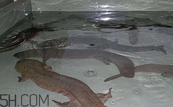 娃娃魚什么時(shí)候會(huì)叫？娃娃魚為什么叫娃娃魚