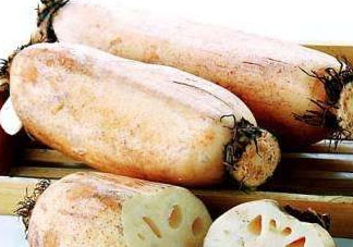 2018年蓮藕價格會漲嗎 2018年蓮藕行情預測