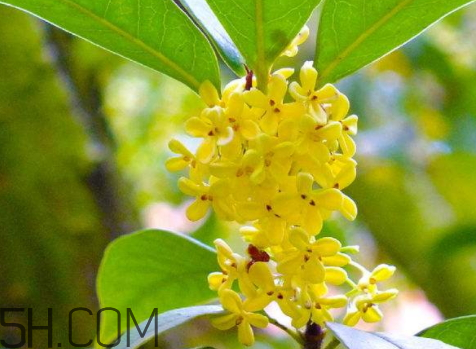 金桂可以泡酒嗎 金桂泡酒的好處 金桂可以泡酒嗎 金桂泡酒的好處