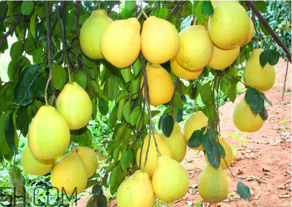 吃柚子拉肚子怎么辦？柚子的營養(yǎng)價值有哪些？