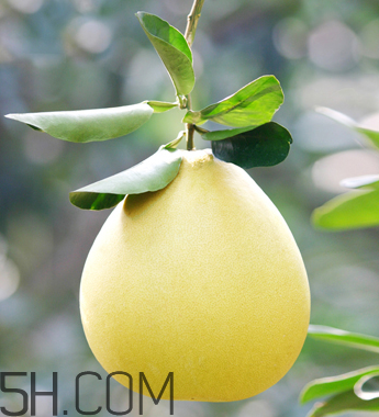 柚子不能和什么藥物一起吃？柚子皮煮水的功效