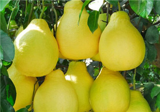 柚子是熱性還是涼性？孕婦能吃柚子嗎？