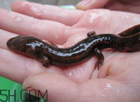 娃娃魚怎么養(yǎng)？娃娃魚怎么分辨公母