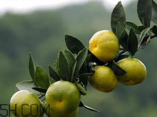 南豐蜜桔節(jié)什么時候？2017南豐蜜桔節(jié)時間