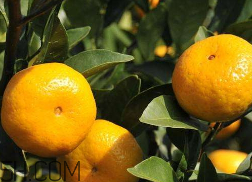 南豐蜜桔節(jié)什么時候？2017南豐蜜桔節(jié)時間