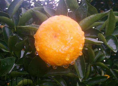 南豐蜜桔現(xiàn)在多少錢一斤 南豐蜜桔幾月份成熟 南豐蜜桔現(xiàn)在多少錢一斤 南豐蜜桔幾月份成熟