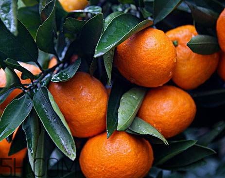 南豐蜜桔怎么保存 南豐蜜桔能不能放冰箱 南豐蜜桔怎么保存 南豐蜜桔能不能放冰箱