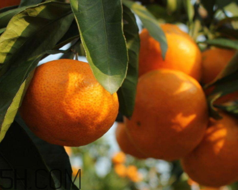 南豐蜜桔怎么保存 南豐蜜桔能不能放冰箱 南豐蜜桔怎么保存 南豐蜜桔能不能放冰箱