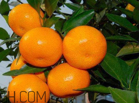 黃巖蜜桔什么時候成熟 黃巖蜜桔什么時候上市 黃巖蜜桔什么時候成熟 黃巖蜜桔什么時候上市