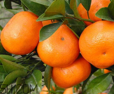 黃巖蜜桔什么時候成熟 黃巖蜜桔什么時候上市 黃巖蜜桔什么時候成熟 黃巖蜜桔什么時候上市