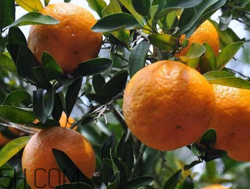 黃巖蜜桔多少錢一斤 黃巖蜜桔的特點是什么 黃巖蜜桔多少錢一斤 黃巖蜜桔的特點是什么