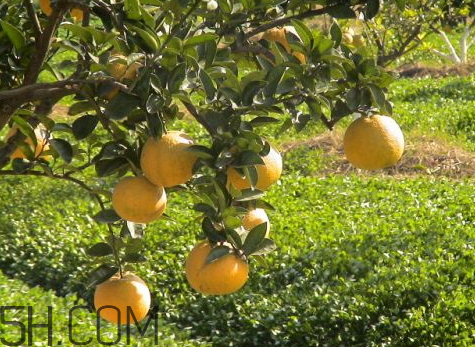 玉環(huán)文旦什么時(shí)候成熟 玉環(huán)文旦多少錢一斤 玉環(huán)文旦什么時(shí)候成熟 玉環(huán)文旦多少錢一斤