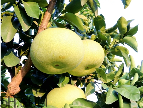 玉環(huán)文旦什么時(shí)候成熟 玉環(huán)文旦多少錢一斤 玉環(huán)文旦什么時(shí)候成熟 玉環(huán)文旦多少錢一斤