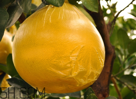 玉環(huán)文旦什么時(shí)候成熟 玉環(huán)文旦多少錢一斤 玉環(huán)文旦什么時(shí)候成熟 玉環(huán)文旦多少錢一斤