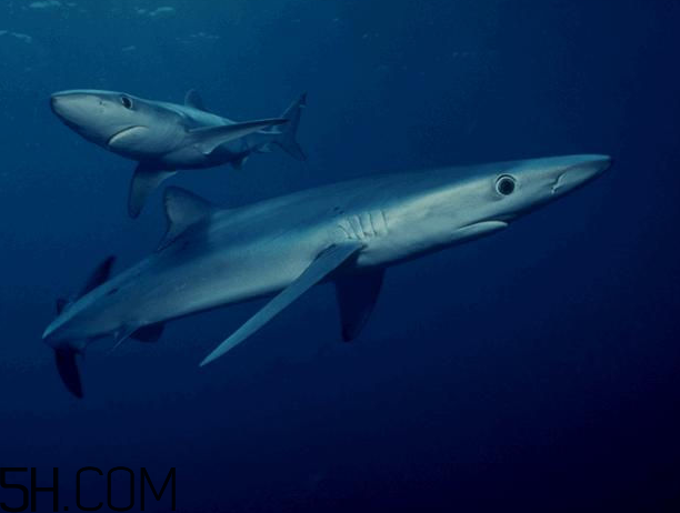 角鯊烷的功效與作用 角鯊烷是什么？