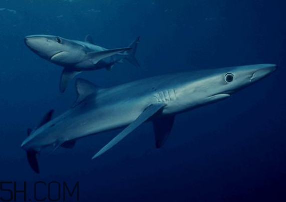 角鯊烷對皮膚的作用 角鯊烷美容油用法